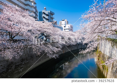 Bunkyo Ward Kandagawa cherry blossom trees 39257628