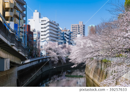 Bunkyo Ward Kandagawa cherry blossom trees 39257633