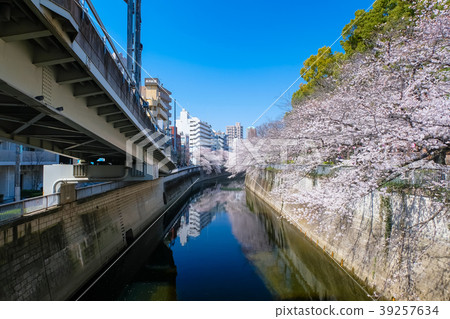Bunkyo Ward Kandagawa cherry blossom trees 39257634