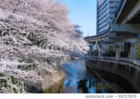 文京區Kandagawa櫻花樹 39257635