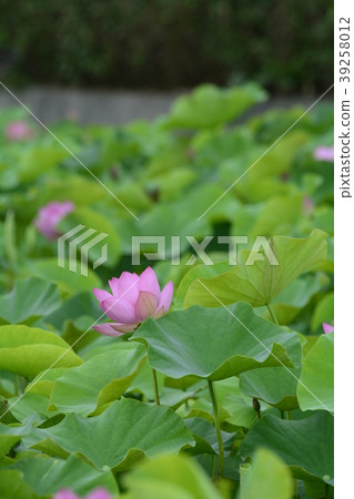 蓮花 荷花 夏天 39258012