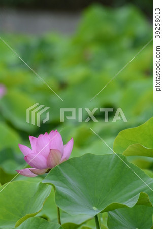 蓮花 荷花 夏天 蓮花 荷花 夏天 39258013