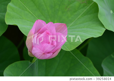 蓮花 荷花 夏天 蓮花 荷花 夏天 39258014