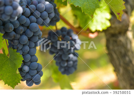 Grapes on the Vine 39258031