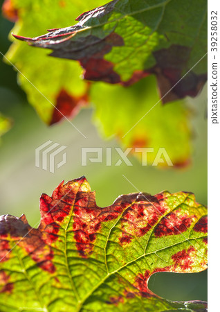Grape leaf in autumn close-up Grape leaf in autumn close-up 39258032