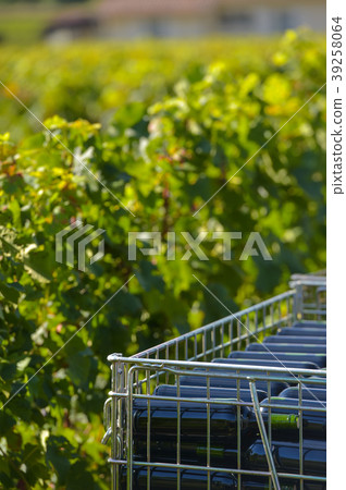 The bottling of wine in wineyard-Storage of wine The bottling of wine in wineyard-Storage of wine 39258064