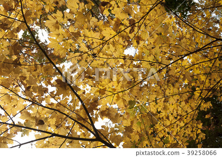 Autumn leaves Autumn leaves 39258066