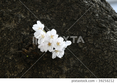 Scenery of Japan Sakura = Bunkyo-ku, Tokyo (the row of cherry blossom trees on Harima slope) 39258212
