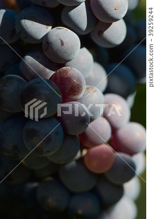 Grapes on the Vine 39259244
