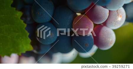 Grapes on the Vine 39259271