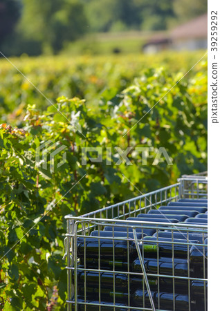 The bottling of wine in wineyard-Storage of wine 39259292