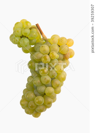 Fresh green grapes Isolated on white-Sauvignon 39259307