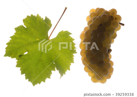 Fresh green grapes Isolated on white-Sauvignon Fresh green grapes Isolated on white-Sauvignon 39259338
