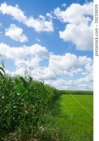 Corn field and blue sky Corn field and blue sky 39259939