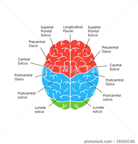 Human Brain Anatomy Card Poster. Vector 39260180