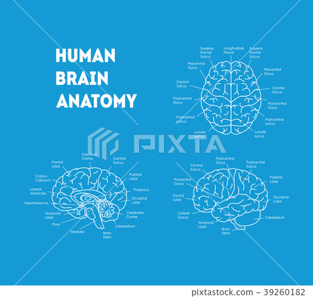 Human Brain Anatomy Card Poster. Vector 39260182