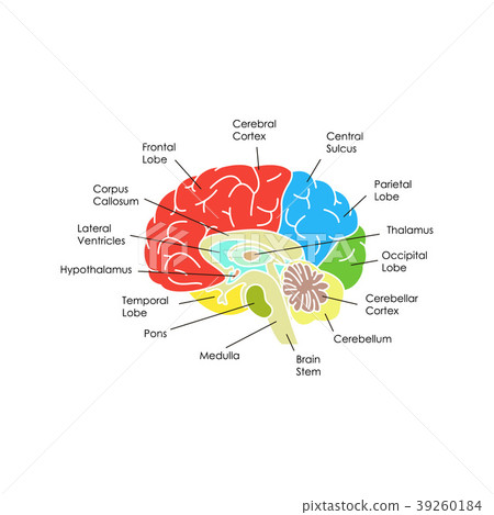 Human Brain Anatomy Card Poster. Vector Human Brain Anatomy Card Poster. Vector 39260184