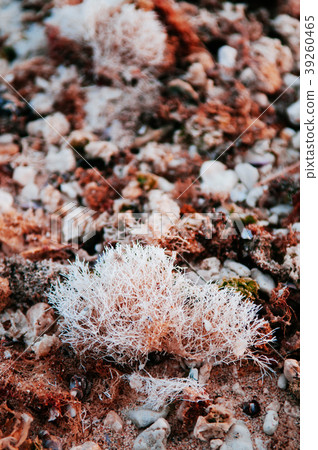 Bleached dead coral weed or calcareous seaweed 39260465