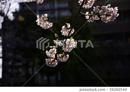 cherry blossom, cherry tree, spring 39260549