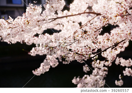 櫻花 櫻 賞櫻 39260557