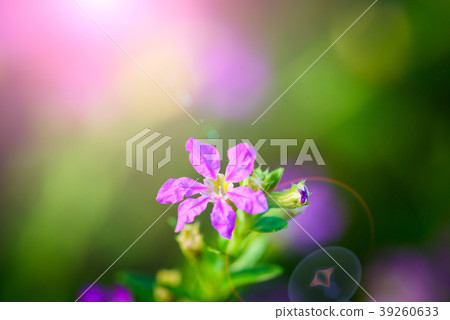 beautiful purple Cuphea hyssopifolia flower 39260633