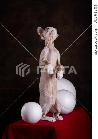 Kitten of the Devon Rex breed on a red table with Kitten of the Devon Rex breed on a red table with 39261304