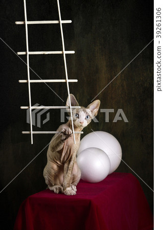 Kitten of the Devon Rex breed on a red table with Kitten of the Devon Rex breed on a red table with 39261306
