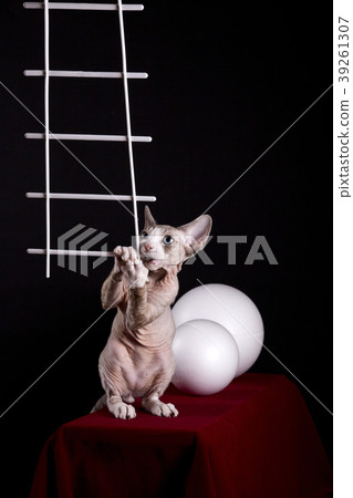 Kitten of the Devon Rex breed on a red table with Kitten of the Devon Rex breed on a red table with 39261307