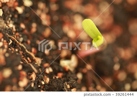 sprout hemp cannabis plant 39261444