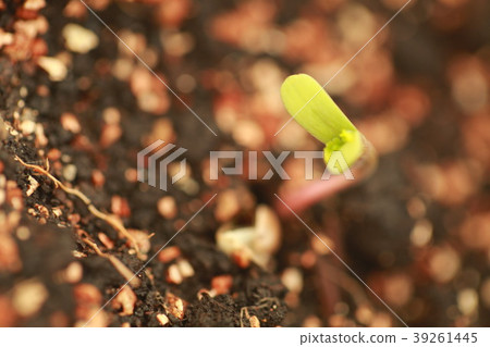 sprout hemp cannabis plant 39261445