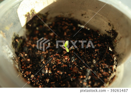 sprout hemp cannabis plant 39261487