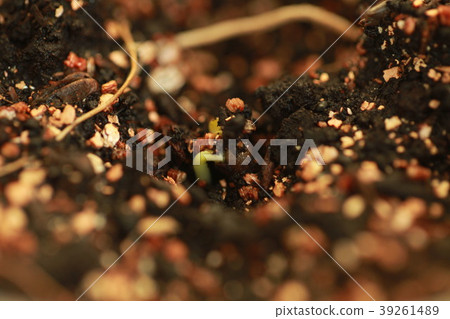 sprout hemp cannabis plant 39261489