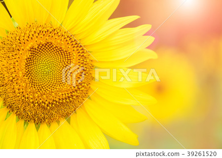 close up of sunflower texture. close up of sunflower texture. 39261520