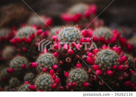close up on mammillaria leaf and plant close up on mammillaria leaf and plant 39262116