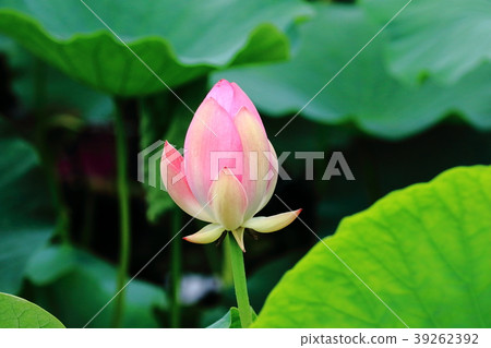蓮花綻放優雅 39262392