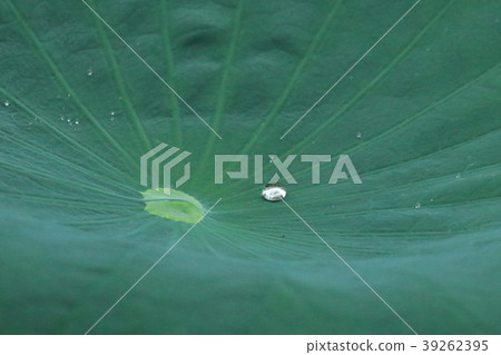 Lotus flower bloom gracefully 39262395