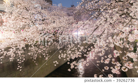 Night cherry blossoms night view cherry blossoms cherry night cherry night night flower flower meguro river Night cherry blossoms night view cherry blossoms cherry night cherry night night flower flower meguro river 39262736