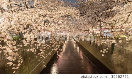 Night cherry blossoms night view cherry blossoms cherry night cherry night night flower flower meguro river Night cherry blossoms night view cherry blossoms cherry night cherry night night flower flower meguro river 39262751