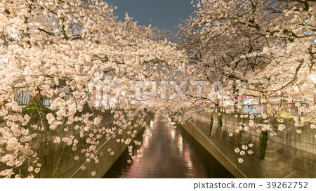 Night cherry blossoms night view cherry blossoms cherry night cherry night night flower flower meguro river 39262752