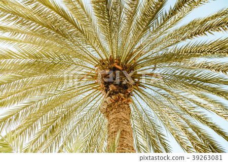 Bottom view on a palm tree with green leafs 39263081