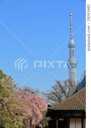 Tokyo Sky Tree and Cherry Blossom (Senso Temple Denshoin Garden) 39263465