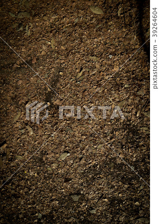 Fear deciduous soil soil autumn nature landscape 39264604