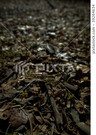 Fear deciduous soil soil autumn nature landscape 39264634
