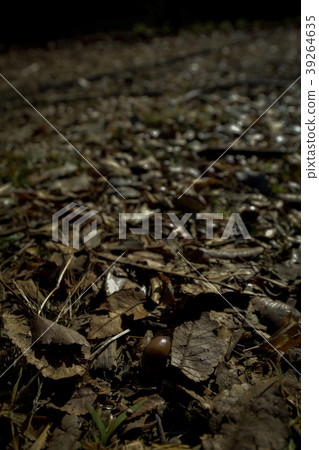Fear deciduous soil soil autumn nature landscape Fear deciduous soil soil autumn nature landscape 39264635