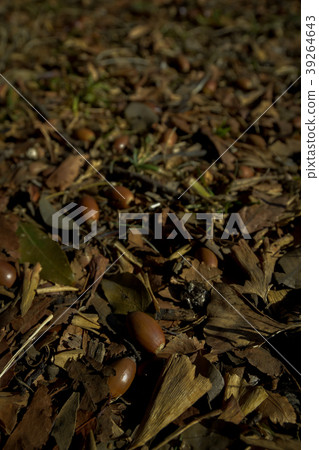 Fear deciduous soil soil autumn nature landscape Fear deciduous soil soil autumn nature landscape 39264643