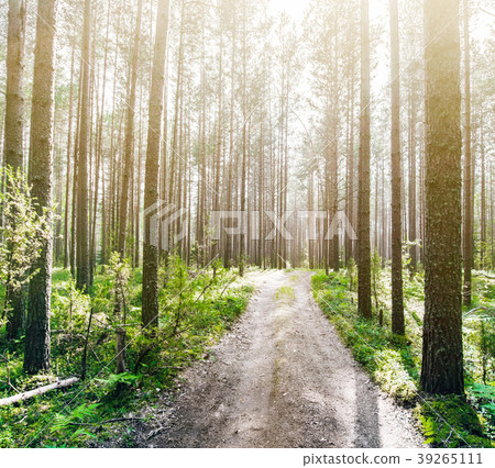 Forest outdoor landscape Forest outdoor landscape 39265111