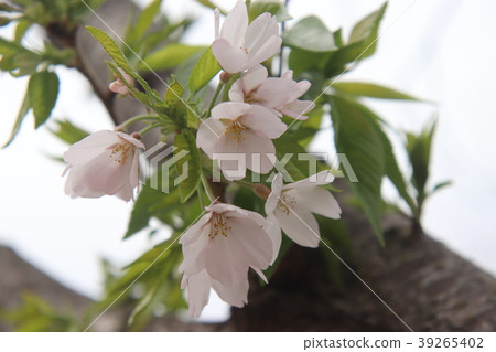 Cherry Blossoms   39265402