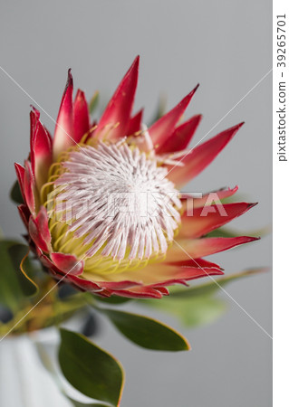 One large flower King Protea. Grows in South One large flower King Protea. Grows in South 39265701