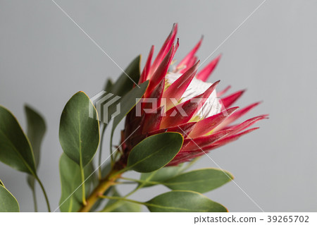 One large flower King Protea. Grows in South One large flower King Protea. Grows in South 39265702