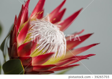 One large flower King Protea. Grows in South One large flower King Protea. Grows in South 39265703